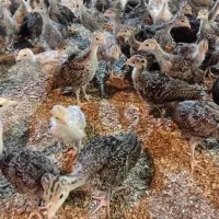 جوجه بوقلمون برنزه|حیوانات مزرعه|فردیس, شهرک وحدت|دیوار