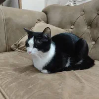 واگذاری گربه نر1ساله|گربه|کرج, کمال‌شهر|دیوار