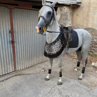 اسب عرب