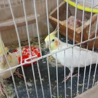 1جفت عروس هلندی با جوجه