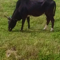 گاو دوگ محلی|حیوانات مزرعه|سنگر, |دیوار