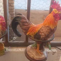 مرغ وخروس