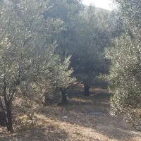 زمین سند دار به مساحت ۳۱۷۸ متر مربع
