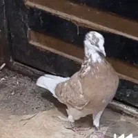 این کبوتر هر   که می‌خواست ردکنه من خریدارم