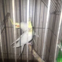 فروش عروس هلندی مولد