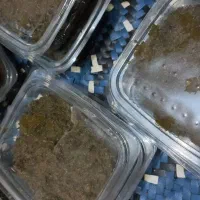 سبزی سرخ شده ترش واش|خوردنی و آشامیدنی|قم, شهرک امام حسن|دیوار