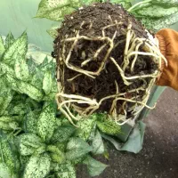 گل طبیعی آگلونما برفی گلدون ۱۴|گل و گیاه طبیعی|زرگرشهر, |دیوار