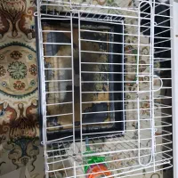 خرگوش لوپ۶ماهه|موش و خرگوش|تهران, جیحون|دیوار