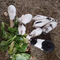 خرگوش خانگی