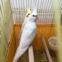 فروش ۲عدد عروس هلندی نر بالغ و مست|پرنده|بندر انزلی, آخرخط|دیوار