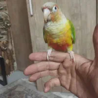 طوطی گیرینچیک