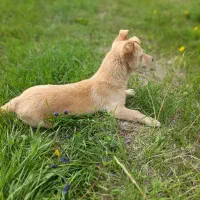 گوش تیز|سگ|اسفراین, |دیوار