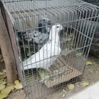 کفتر یاکبوتر|پرنده|قم, لبچال|دیوار