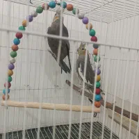 عروس هلندی|پرنده|چناران, |دیوار