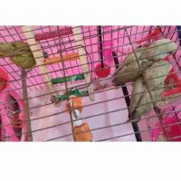 ۳تا جوجه طوطی برزیلی نژاد گرینلی.عروس هلندی.پرنده