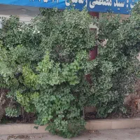 گیاه شمشاد