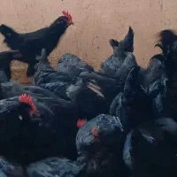 مرغ و خروس مرندی اصل|حیوانات مزرعه|شیراز, گویم|دیوار