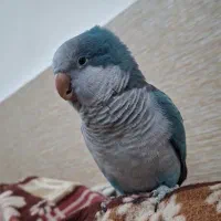 طوطی راهب آبی رام دستی|پرنده|اهواز, شهرک نفت|دیوار