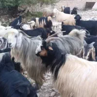 ساورین. بز . میش . گوسفند . گاو|حیوانات مزرعه|کارزان, |دیوار