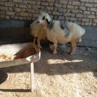 دو راس میش  ابستن|حیوانات مزرعه|مرودشت, نقش رستم|دیوار