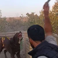 واگذاری نر۷ماهه قدریجونی|سگ|ری, علایین|دیوار