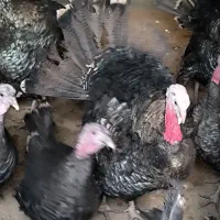 فروش بوقلمون برنز و بوربون برای باغ یا گردشگری|حیوانات مزرعه|مشهد, هنرستان|دیوار