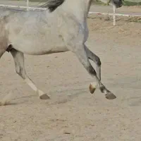 مادیون عرب یسر