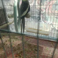 عروس هلندی نر|پرنده|رابر, |دیوار