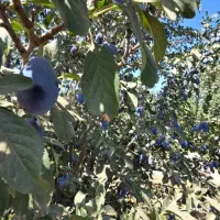 نهال آلو خرمایی|خدمات باغبانی و درختکاری|تبریز, |دیوار