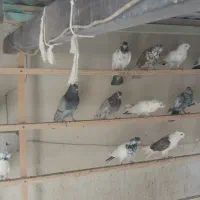 کبوتر پرشی کاشان|پرنده|کاشان, سرفره و صدره|دیوار