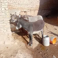 خراروم|حیوانات مزرعه|نیشابور, شهرکهنه|دیوار