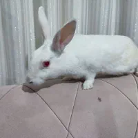 خرگوش سفید خوشگل و باربگوش|موش و خرگوش|قم, انصار‌الحسین|دیوار