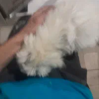 سگ تریر|سگ|زنجان, |دیوار