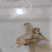 فنچ