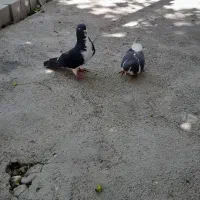 کبوتر جفتی نر و ماده