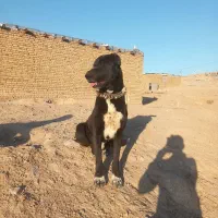 سگ گمشده|سگ|مشهد, اروند|دیوار