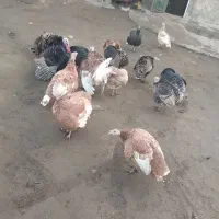 فروش 11عدد بوقلمون