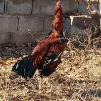 لاری درجه یک|حیوانات مزرعه|کشکسرای, |دیوار