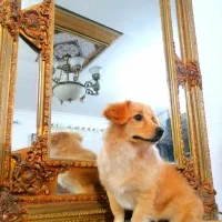 سگ پاکوتاه|سگ|درمیان, |دیوار