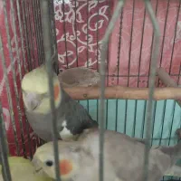 عروس هلندی مولدبا۴جوجه و۴تخم جدید|پرنده|تهران, شهرک امید|دیوار