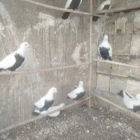 کبوتر دم‌سیاه