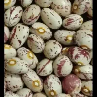 لوبیاچیتی اراک ۴۰کیلوموجوداست