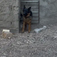 ژرمن|سگ|بم, |دیوار