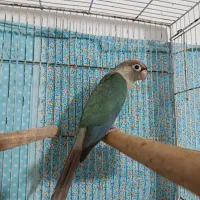 تخم طوطی گرینچک