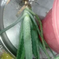 آلورا|گل و گیاه طبیعی|سنندج, |دیوار