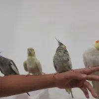 عروس هلندی خاکستری شش ماهه|پرنده|سردشت, |دیوار