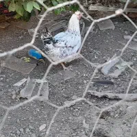 بوقلمون تخم بوقلمون مرغ محلی جوجه
