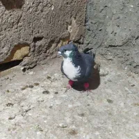 کفترسیاه سیندق|پرنده|رفسنجان, |دیوار