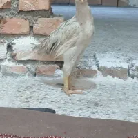 جوجه لاری|حیوانات مزرعه|خان ببین, |دیوار