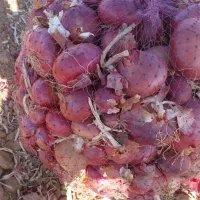 پیازعمده درجه یک اسلام آباد غرب